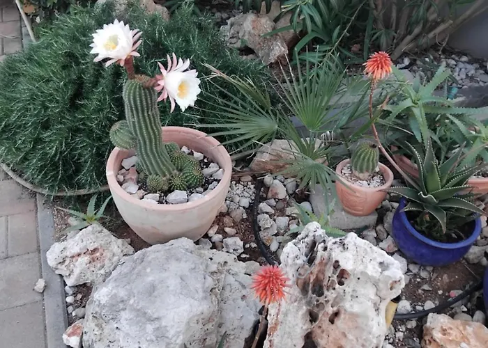 Διαμέρισμα Dvorak Vir